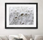 Snow on Thistle by Arlene Carley on GIANT ART - white photo manipulation