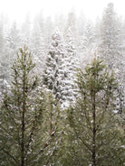 Winter in the Forest by Arlene Carley on GIANT ART - green photo manipulation