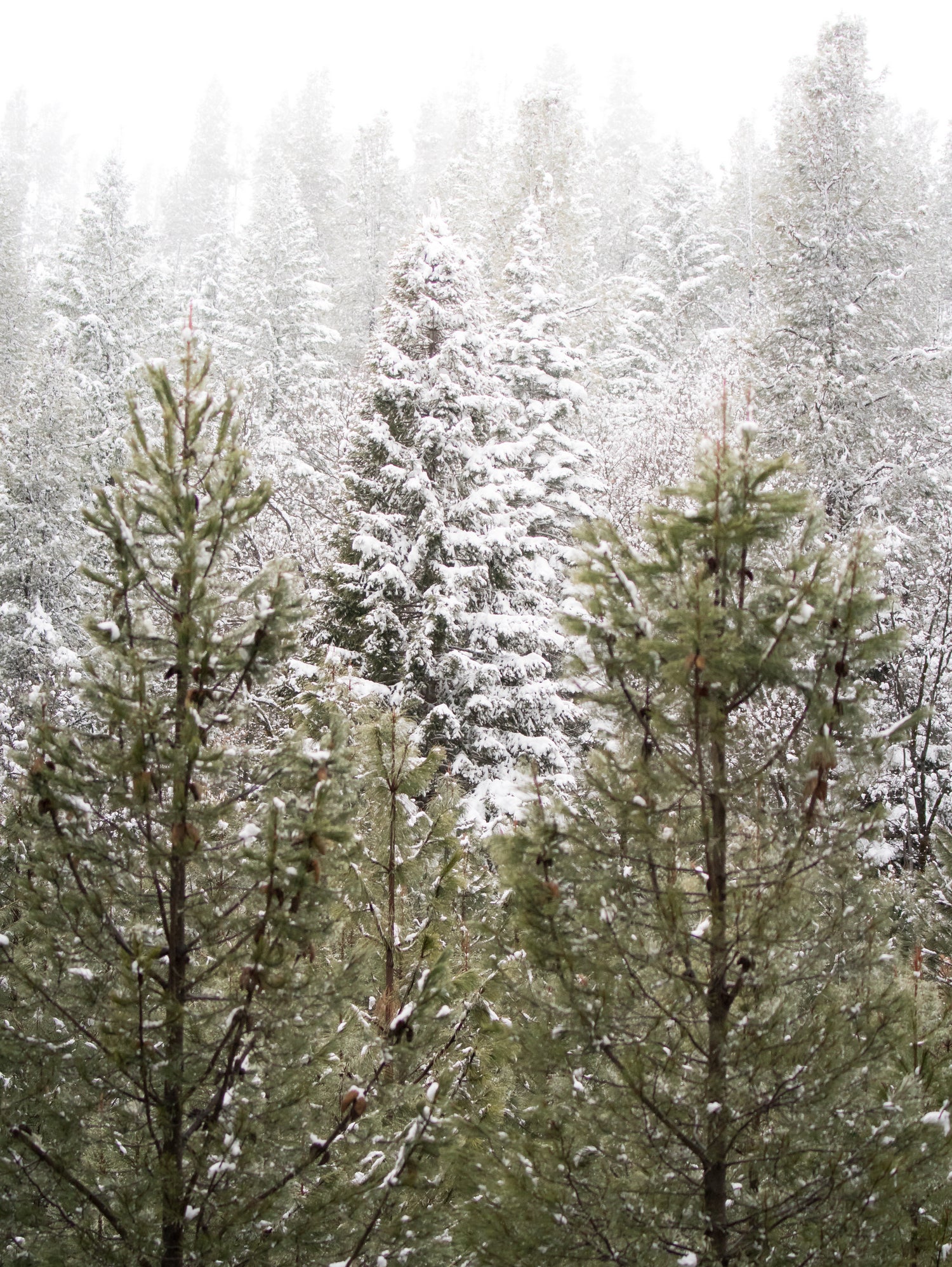 Winter in the Forest by Arlene Carley on GIANT ART - green photo manipulation