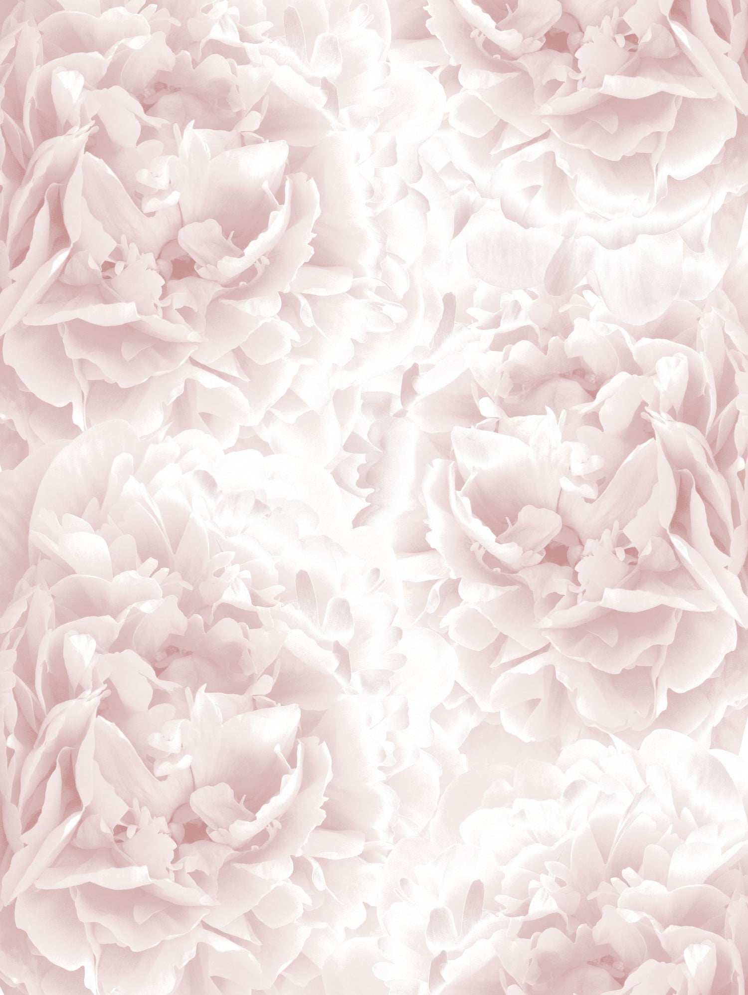 Blush Rose Peonies Dream #1 #floral #decor #art by Anita & Bella Jantz on GIANT ART - pink photo illustration