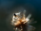 Dew drops on dandelion seed by Studio OMG on GIANT ART - brown photo illustration