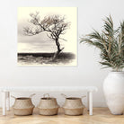 Lonely Tree by I Bjork on GIANT ART - gray photo illustration