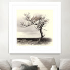 Lonely Tree by I Bjork on GIANT ART - gray photo illustration