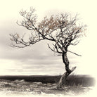 Lonely Tree by I Bjork on GIANT ART - gray photo illustration