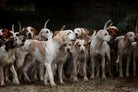 dog herd canine animal pet hounds by Retno Asih Mustakimah on GIANT ART - brown photo manipulation