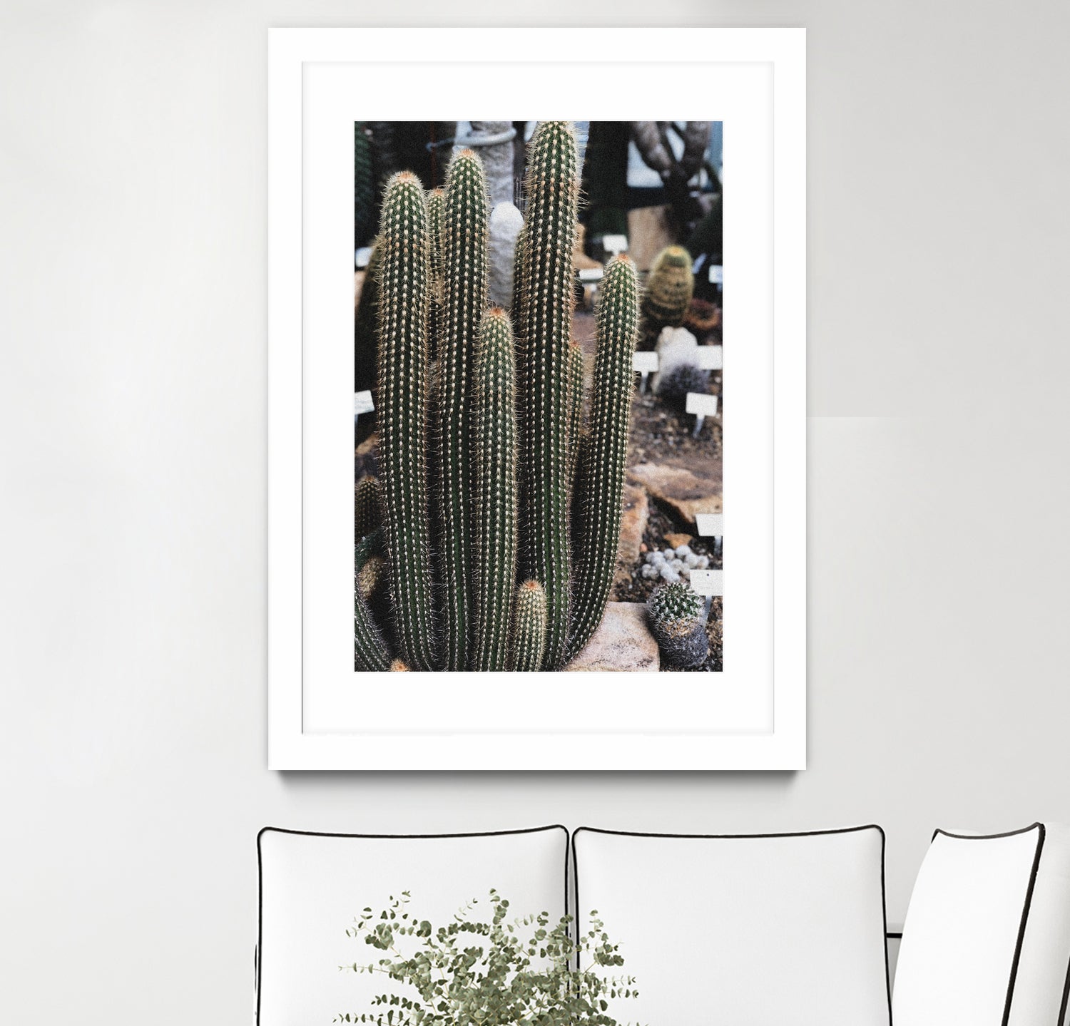 Micranthocereus Cactus by Anastasia Sawall on GIANT ART - green photo illustration