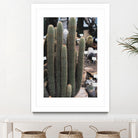 Micranthocereus Cactus by Anastasia Sawall on GIANT ART - green photo illustration