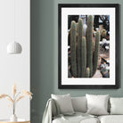 Micranthocereus Cactus by Anastasia Sawall on GIANT ART - green photo illustration