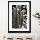 Micranthocereus Cactus by Anastasia Sawall on GIANT ART - green photo illustration