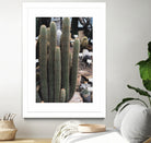 Micranthocereus Cactus by Anastasia Sawall on GIANT ART - green photo illustration