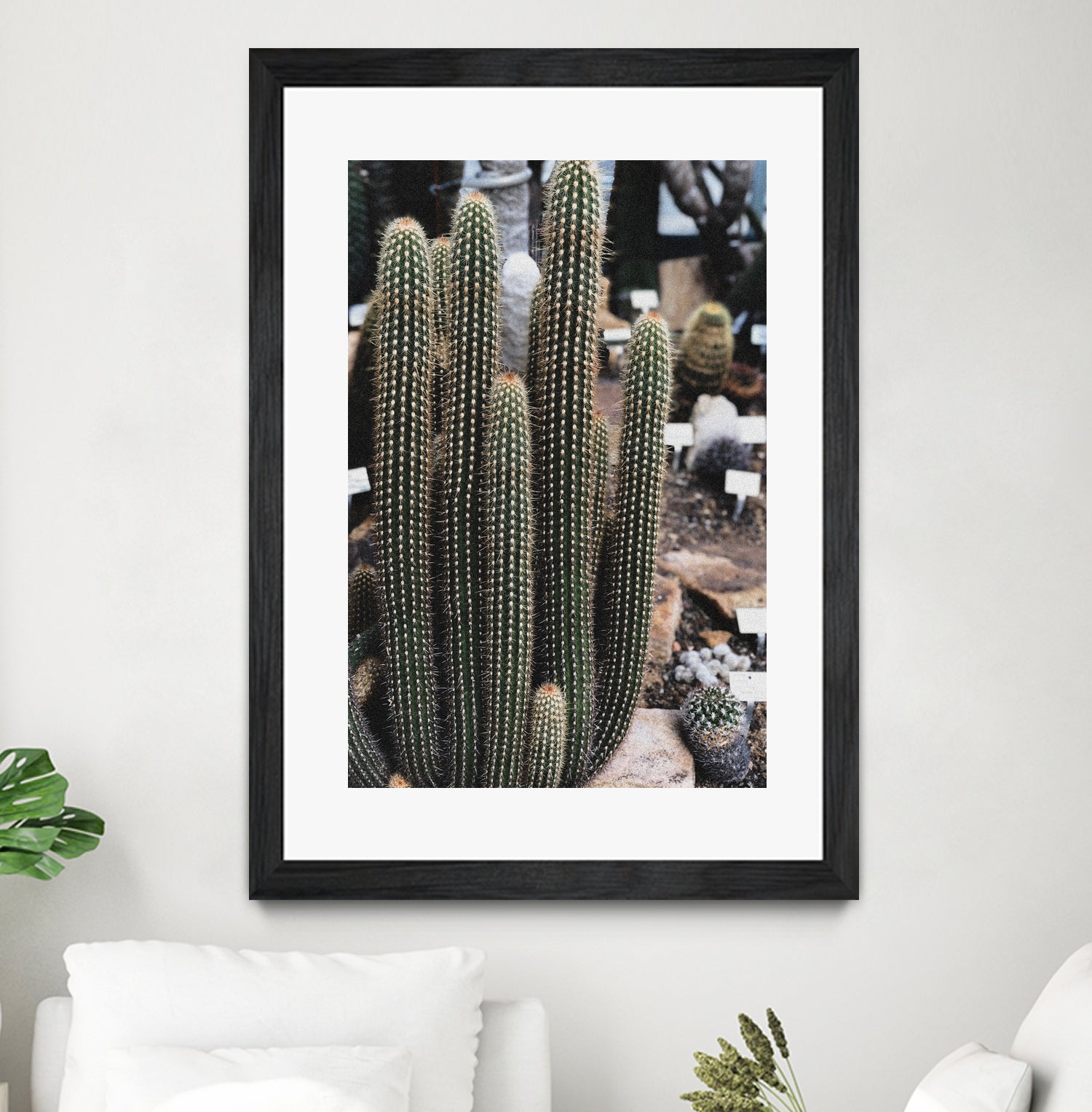 Micranthocereus Cactus by Anastasia Sawall on GIANT ART - green photo illustration