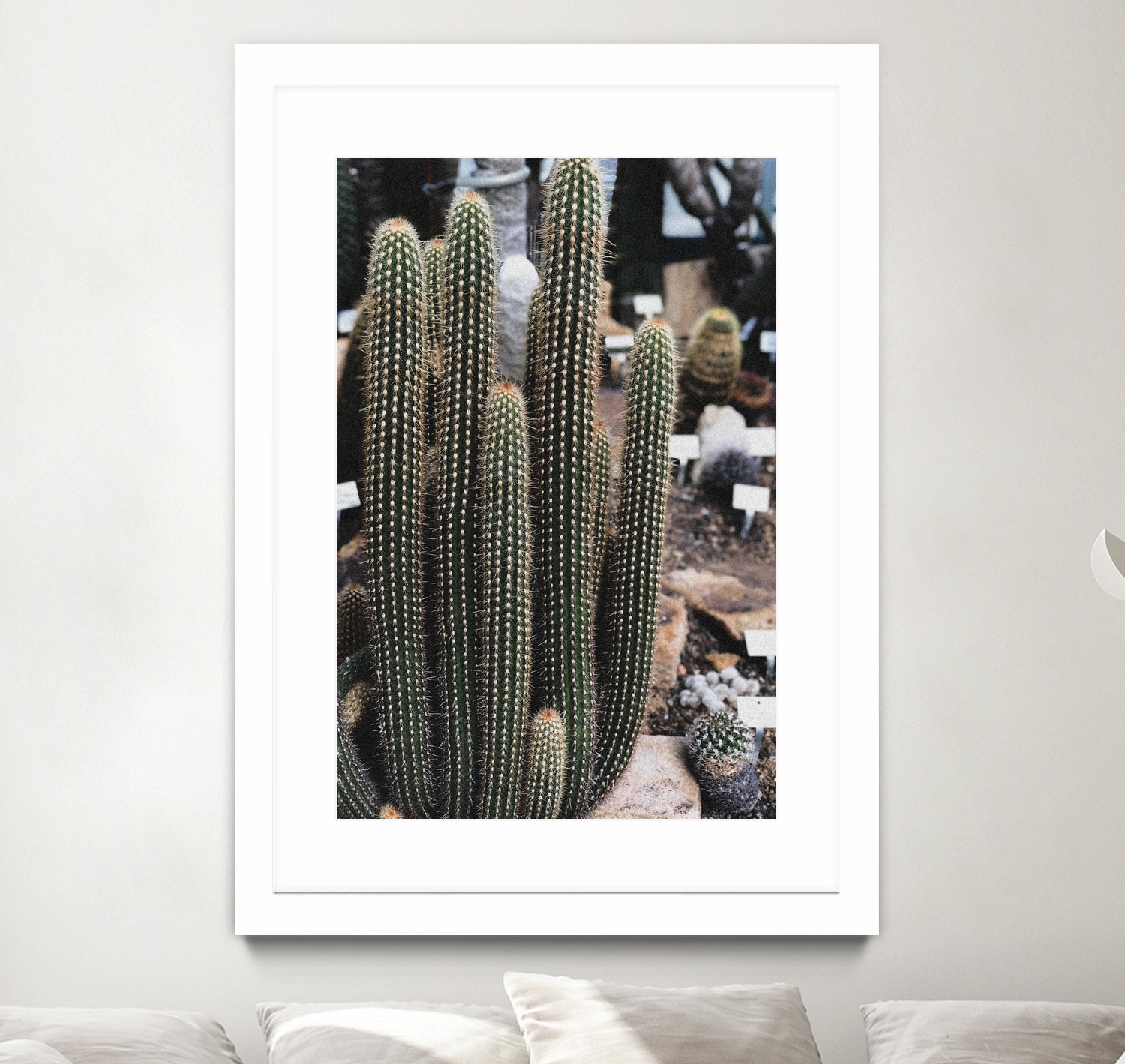 Micranthocereus Cactus by Anastasia Sawall on GIANT ART - green photo illustration