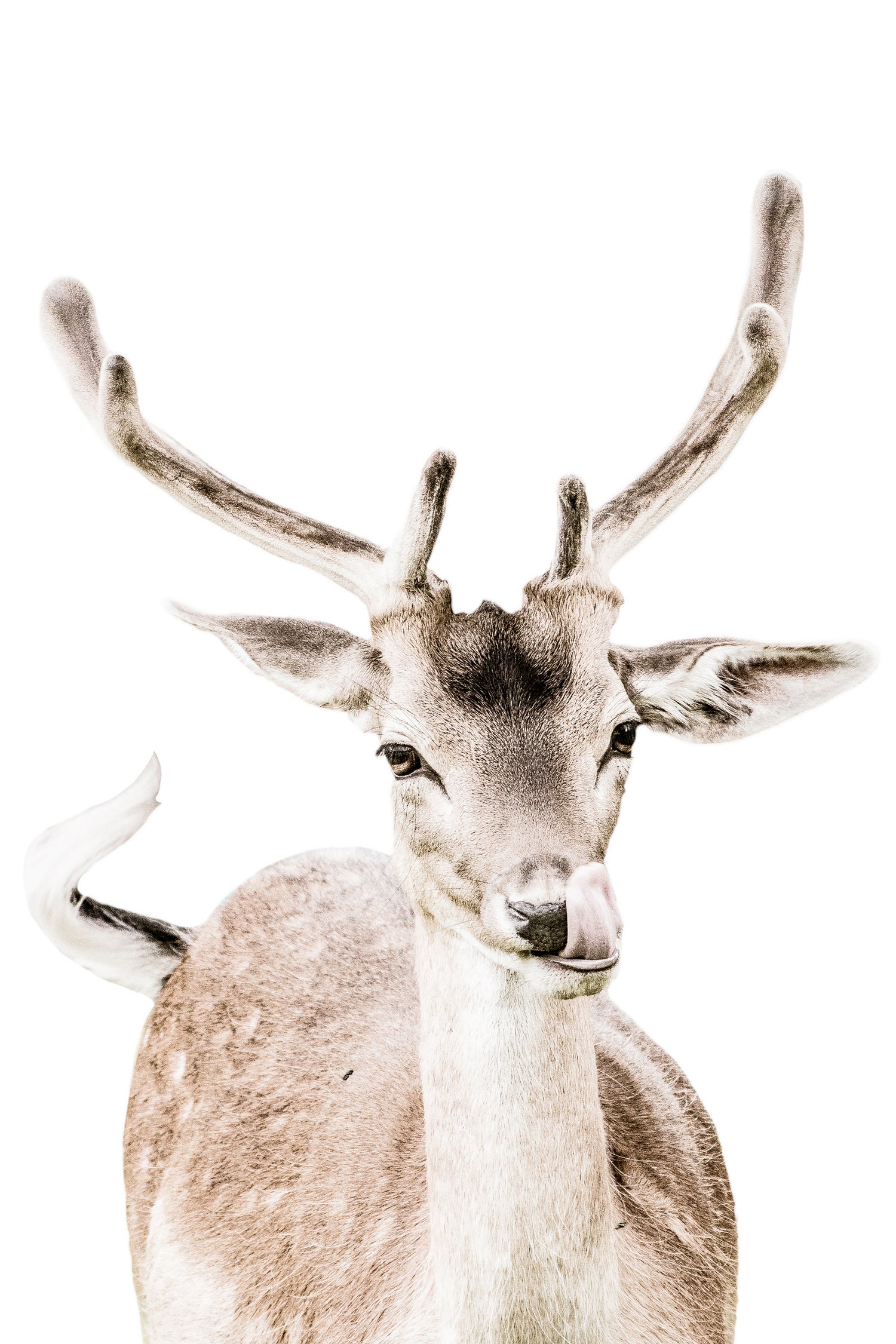 Deer I by Victoria Frost on GIANT ART - white photo manipulation