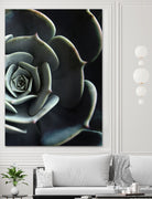 DARKSIDE OF SUCCULENTS XVI-B by Pia Schneider on GIANT ART - black photo manipulation