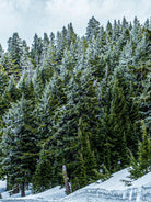 Pine Tree Forest Blue and Green Dense Forest by RJ Byrd on GIANT ART - green photo illustration