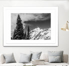 Trees Taller than the Highest Peak by Alex Tonetti on GIANT ART - gray photo illustration