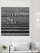 Zebra Field by Dariusz Klimczak on GIANT ART - gray photo illustration