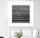 Zebra Field by Dariusz Klimczak on GIANT ART - gray photo illustration