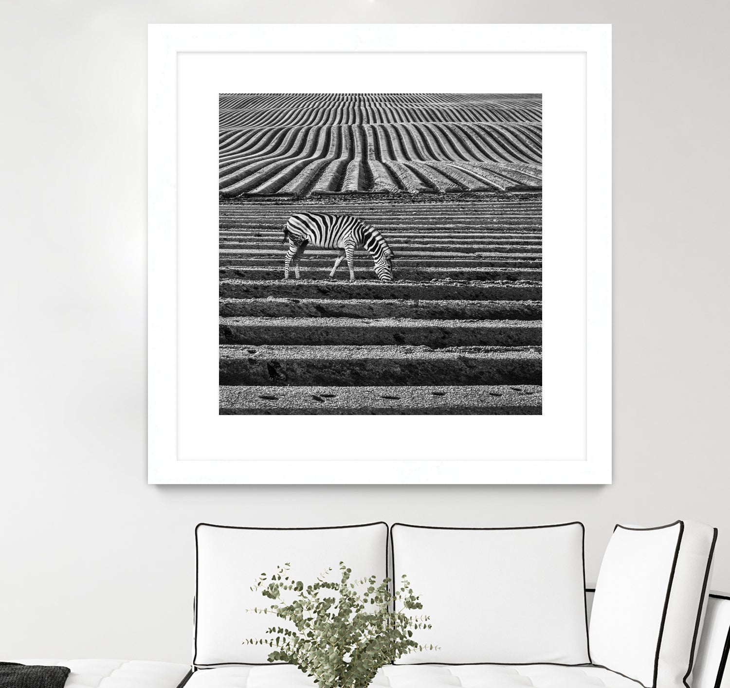 Zebra Field by Dariusz Klimczak on GIANT ART - gray photo illustration