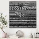 Zebra Field by Dariusz Klimczak on GIANT ART - gray photo illustration