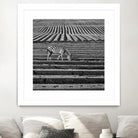 Zebra Field by Dariusz Klimczak on GIANT ART - gray photo illustration