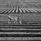 Zebra Field by Dariusz Klimczak on GIANT ART - gray photo illustration