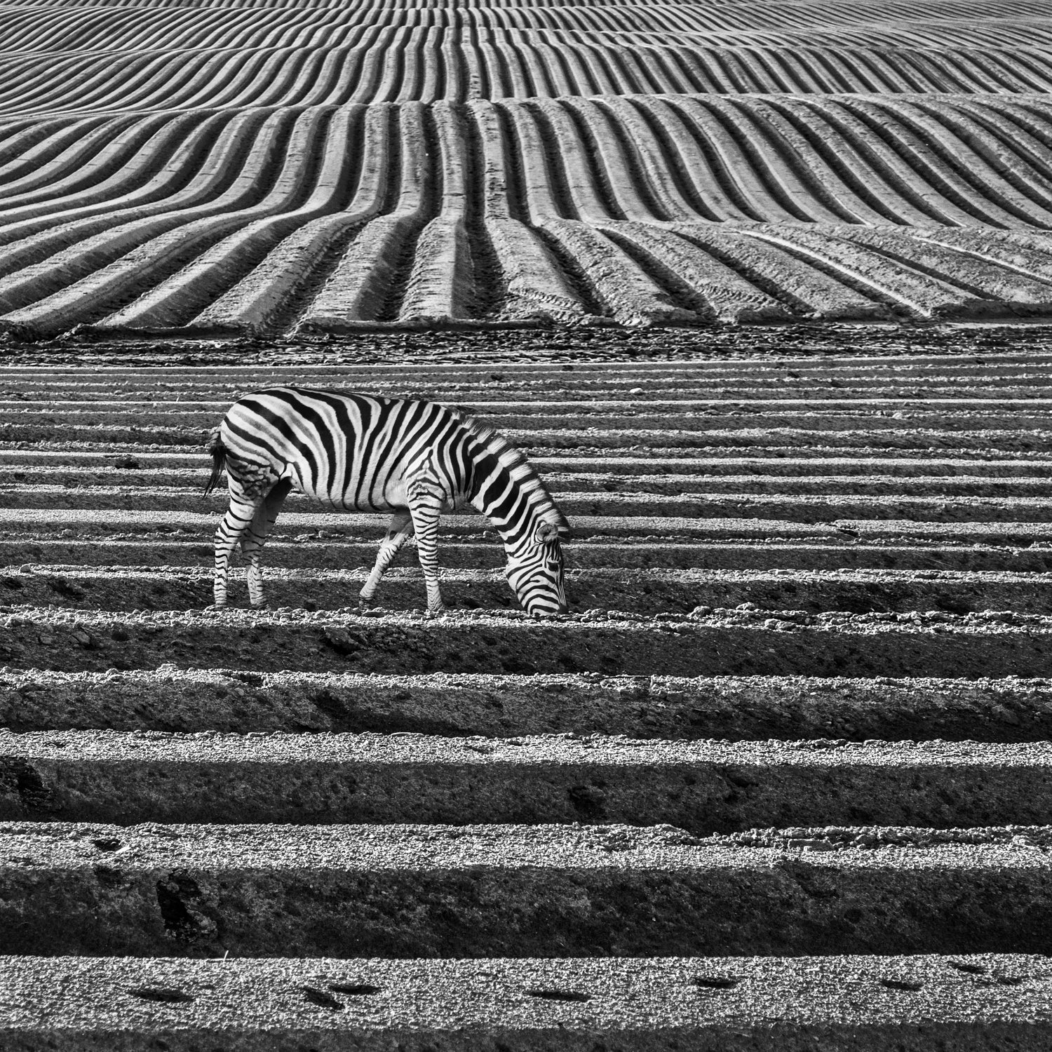 Zebra Field by Dariusz Klimczak on GIANT ART - gray photo illustration