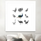 Bird Farm by Martina Dirce Carcano on GIANT ART - white digital painting