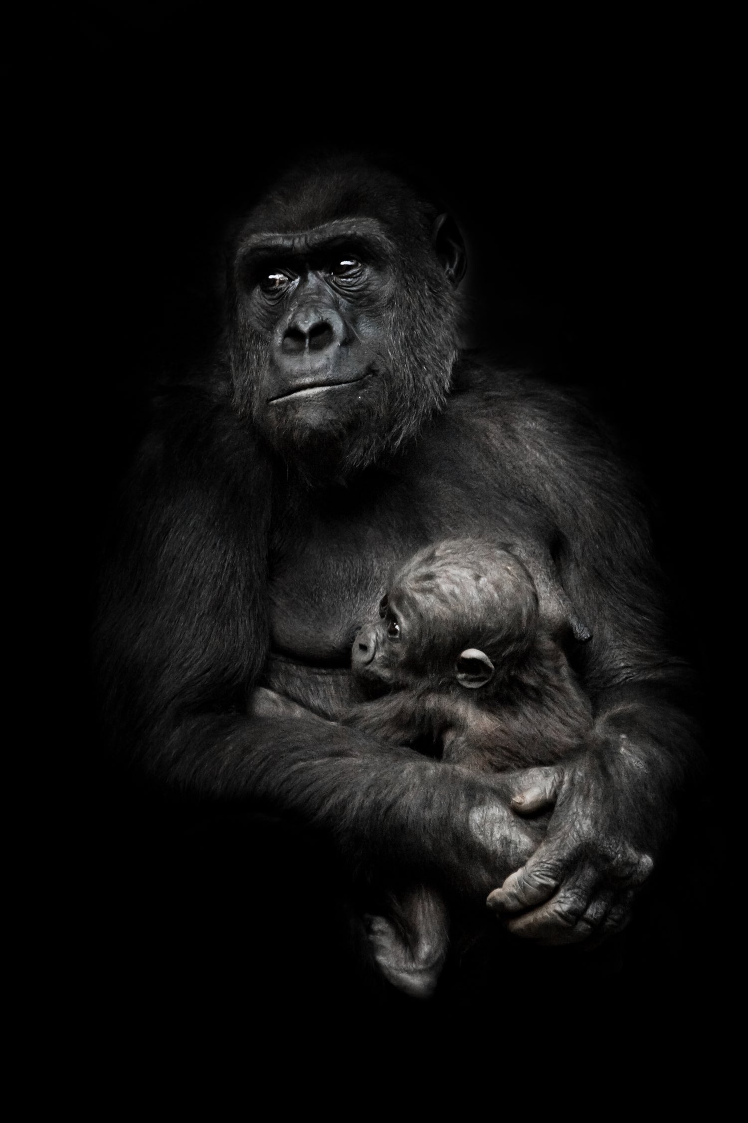 monkey mother by Michael Semenov on GIANT ART - black photo illustration