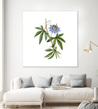 Vintage Blue Passionflower Botanical Illustration by Raul Andre Petrasanta on GIANT ART - blue mixed media