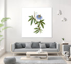 Vintage Blue Passionflower Botanical Illustration by Raul Andre Petrasanta on GIANT ART - blue mixed media