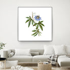 Vintage Blue Passionflower Botanical Illustration by Raul Andre Petrasanta on GIANT ART - blue mixed media