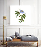 Vintage Blue Passionflower Botanical Illustration by Raul Andre Petrasanta on GIANT ART - blue mixed media