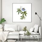 Vintage Blue Passionflower Botanical Illustration by Raul Andre Petrasanta on GIANT ART - blue mixed media