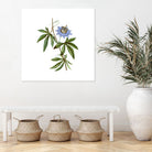 Vintage Blue Passionflower Botanical Illustration by Raul Andre Petrasanta on GIANT ART - blue mixed media