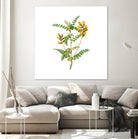 Vintage Calophaca Wolgarica Botanical Illustration by Raul Andre Petrasanta on GIANT ART - yellow mixed media