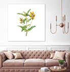 Vintage Calophaca Wolgarica Botanical Illustration by Raul Andre Petrasanta on GIANT ART - yellow mixed media