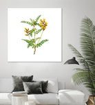 Vintage Calophaca Wolgarica Botanical Illustration by Raul Andre Petrasanta on GIANT ART - yellow mixed media