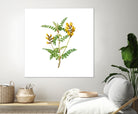 Vintage Calophaca Wolgarica Botanical Illustration by Raul Andre Petrasanta on GIANT ART - yellow mixed media