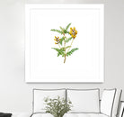 Vintage Calophaca Wolgarica Botanical Illustration by Raul Andre Petrasanta on GIANT ART - yellow mixed media