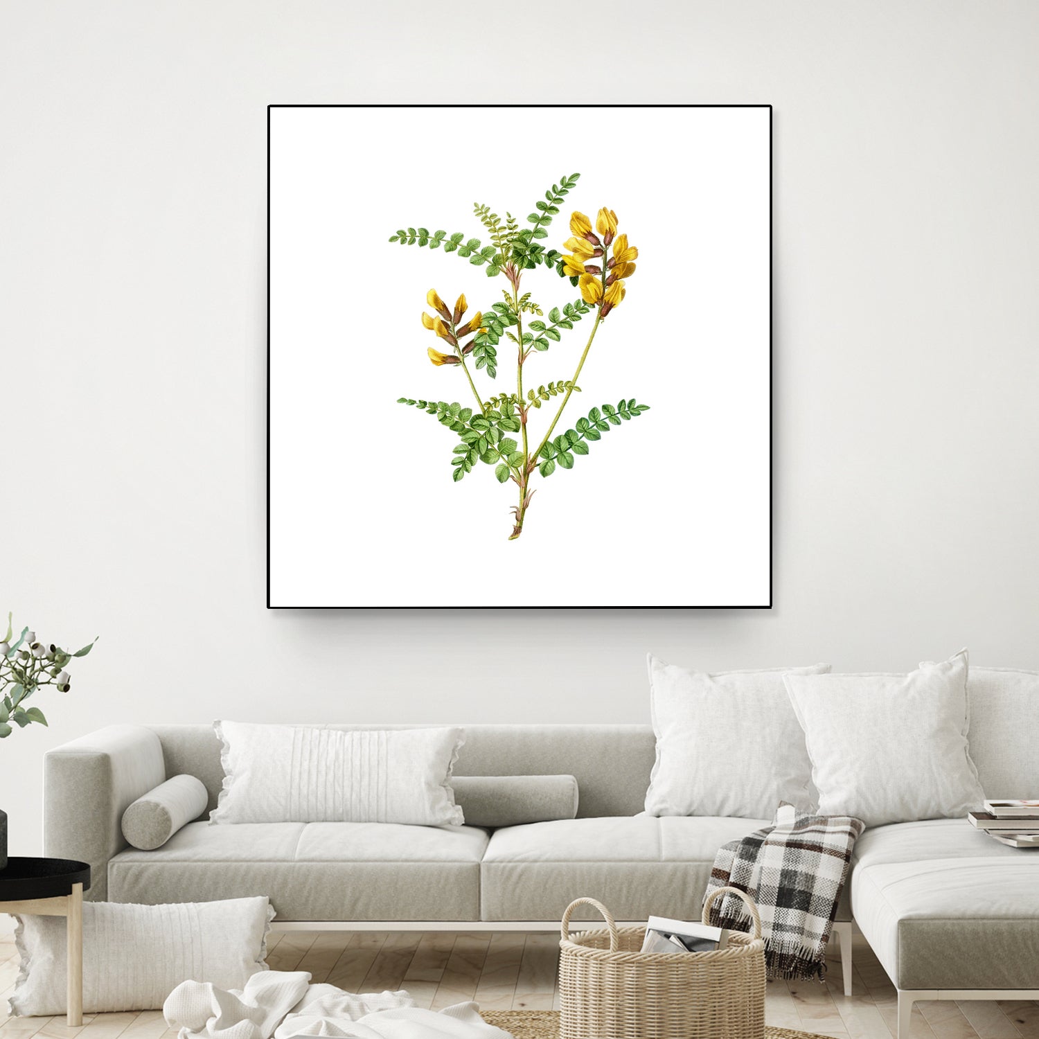 Vintage Calophaca Wolgarica Botanical Illustration by Raul Andre Petrasanta on GIANT ART - yellow mixed media