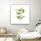 Vintage Calophaca Wolgarica Botanical Illustration by Raul Andre Petrasanta on GIANT ART - yellow mixed media