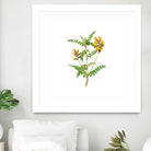 Vintage Calophaca Wolgarica Botanical Illustration by Raul Andre Petrasanta on GIANT ART - yellow mixed media