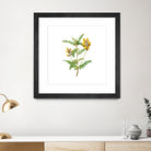 Vintage Calophaca Wolgarica Botanical Illustration by Raul Andre Petrasanta on GIANT ART - yellow mixed media