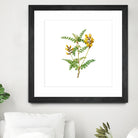 Vintage Calophaca Wolgarica Botanical Illustration by Raul Andre Petrasanta on GIANT ART - yellow mixed media