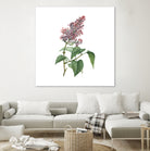 Vintage Common Pink Lilac Plant Botanical Illustratio by Raul Andre Petrasanta on GIANT ART - pink mixed media