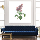 Vintage Common Pink Lilac Plant Botanical Illustratio by Raul Andre Petrasanta on GIANT ART - pink mixed media