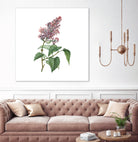 Vintage Common Pink Lilac Plant Botanical Illustratio by Raul Andre Petrasanta on GIANT ART - pink mixed media