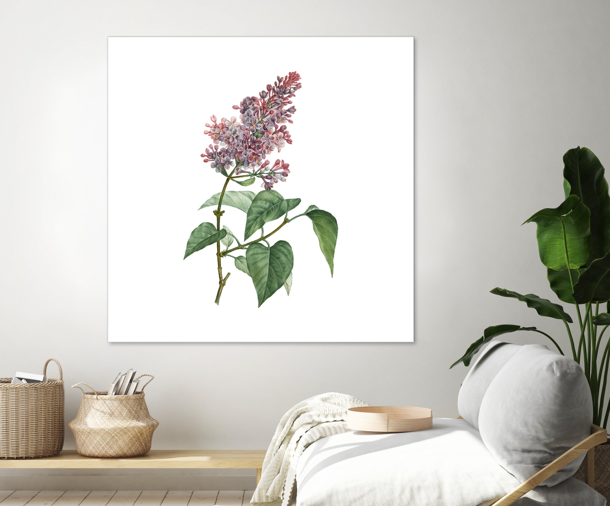 Vintage Common Pink Lilac Plant Botanical Illustratio by Raul Andre Petrasanta on GIANT ART - pink mixed media