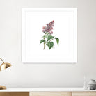 Vintage Common Pink Lilac Plant Botanical Illustratio by Raul Andre Petrasanta on GIANT ART - pink mixed media